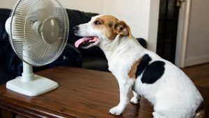 pet, dog, fan, cooling